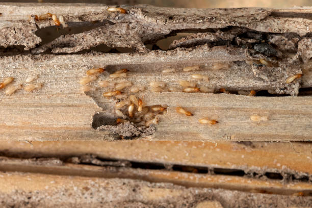 Best Cockroach Control Services  in Bellbrook, OH