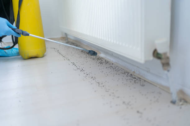 Best Bed Bug Extermination  in Bellbrook, OH
